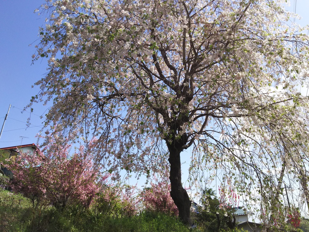 2018/04/08_花桃の郷