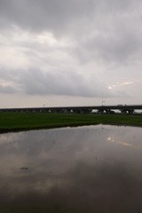 2015/07/05_水田に曇天