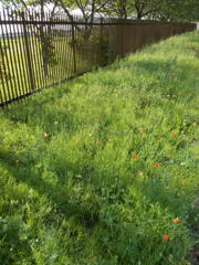 2017/05/14_ナガミヒナゲシ