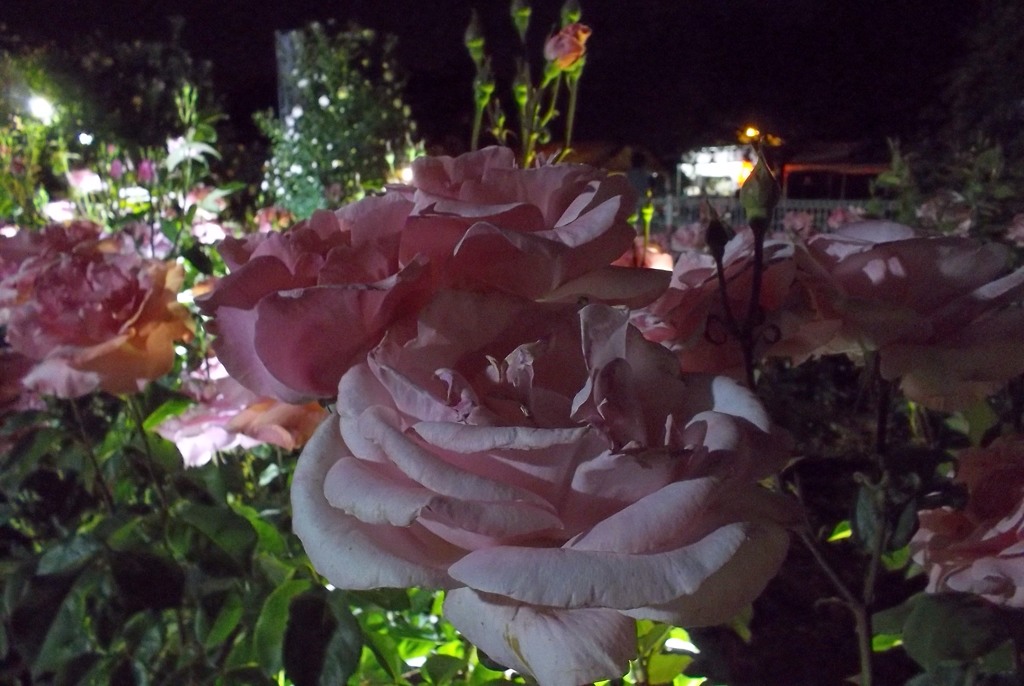 2015/05/17_夜の伊奈バラ園