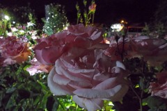 2015/05/17_夜の伊奈バラ園
