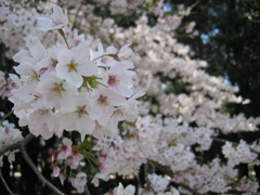 2019/04/06_氷川児童公園の桜