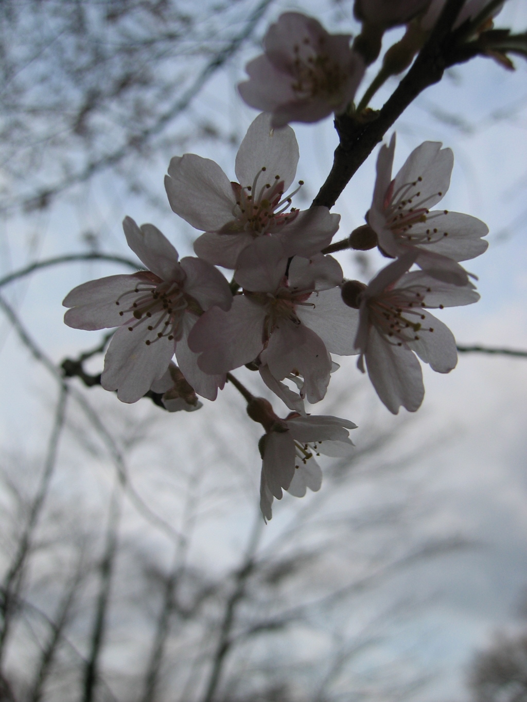 2016/03/27_北本自然観察公園のエドヒガンザクラ