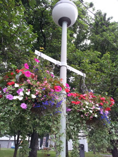 2016/07/16_盛岡城跡公園（岩手公園）芝生広場の花