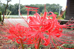 2015/09/21_神社の彼岸花