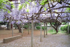 2014/04/29_藤棚