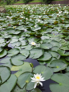 2018/07/16_合浦公園の蓮