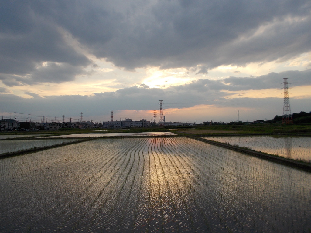 2017/06/10_水田の夕暮れ