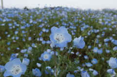 2015/04/25_花の丘農林公苑のネモフィラ