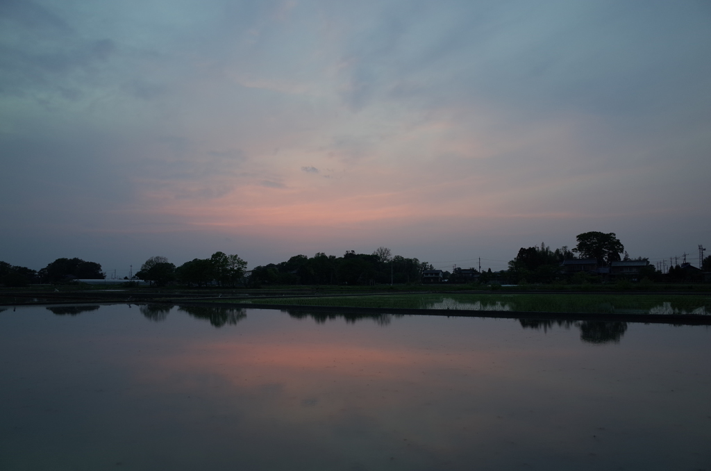 2016/05/01_水田の夕暮れ