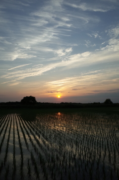 2015/05/24_水田に夕日