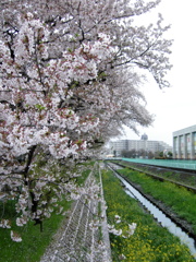 2017/04/09_芝川の桜と菜の花