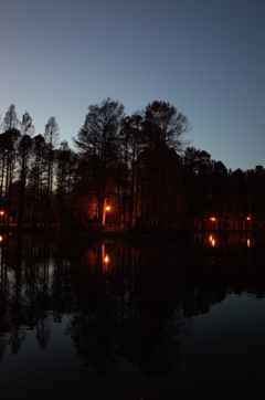 2014/12/14_夕暮れの別所沼公園