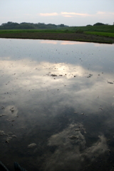 2016/07/02_水田の夕暮れ