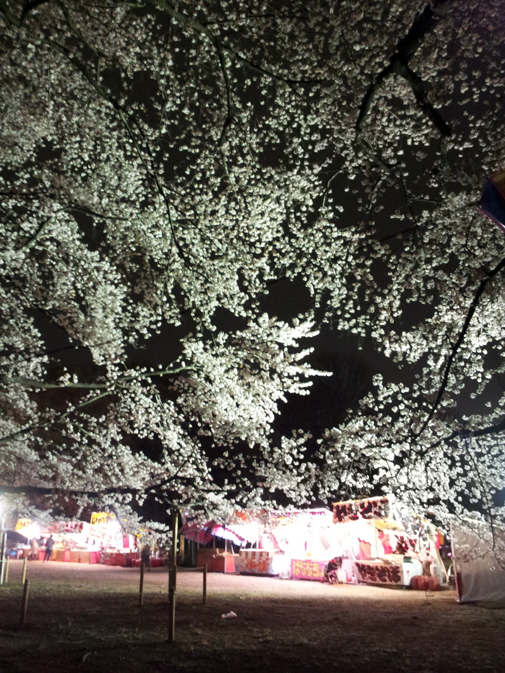 2016/04/02_小室無線山の夜桜