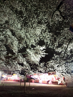 2016/04/02_小室無線山の夜桜