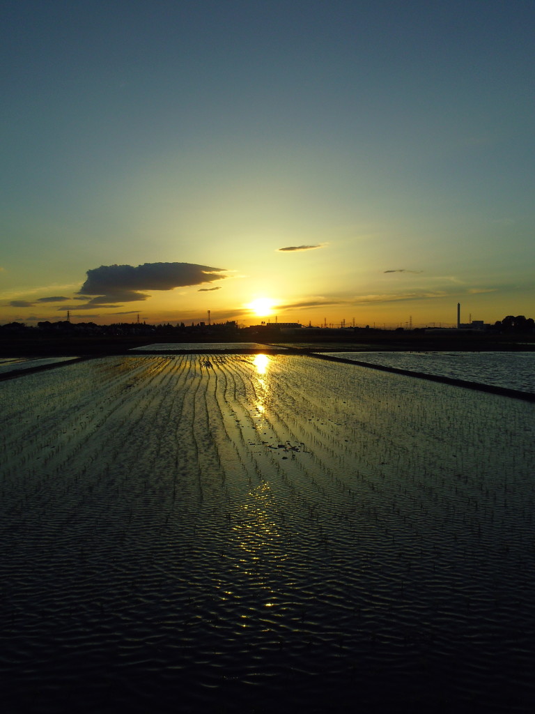 2017/06/03_水田の夕暮れ