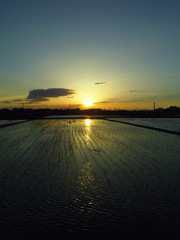 2017/06/03_水田の夕暮れ