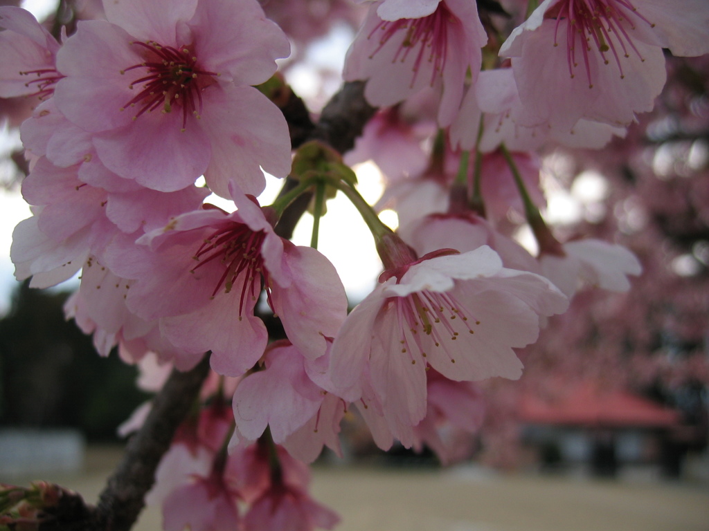 2016/03/27_放光寺の桜