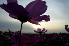 2015/11/01_夕暮れの吹上コスモス畑