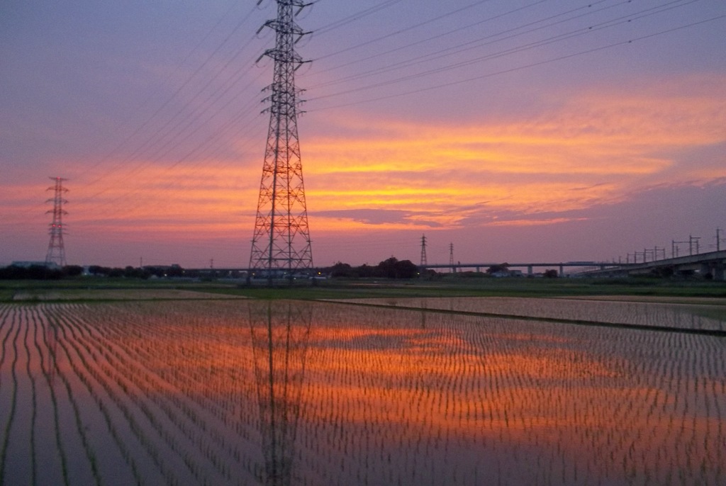 2015/06/14_水田の夕暮れ