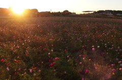2015/10/25_夕暮れの蓮田駒崎コスモス畑