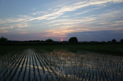 2015/05/24_水田の夕暮れ