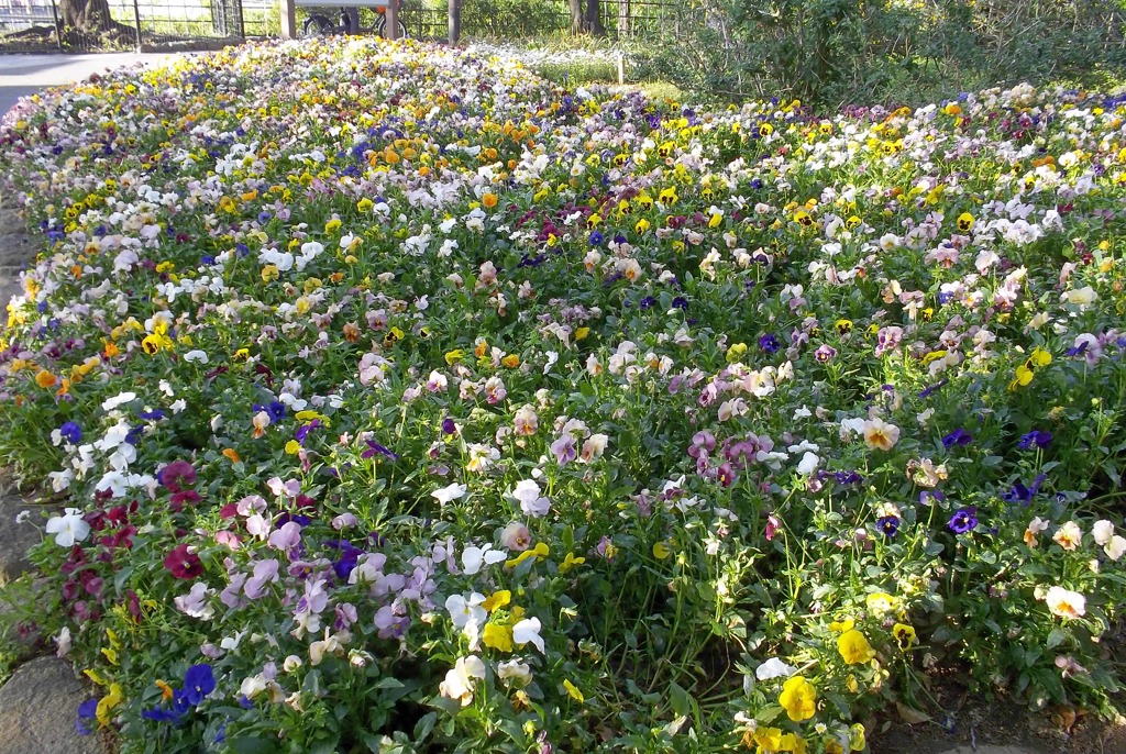 2016/05/04_飛鳥山公園の花壇