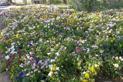 2016/05/04_飛鳥山公園の花壇