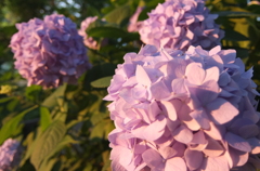 2014/06/14_伊奈アジサイ園