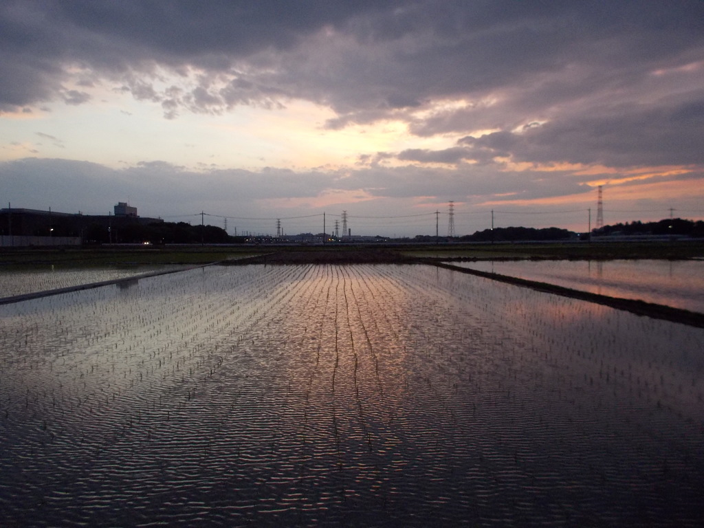 2017/06/10_水田の夕暮れ