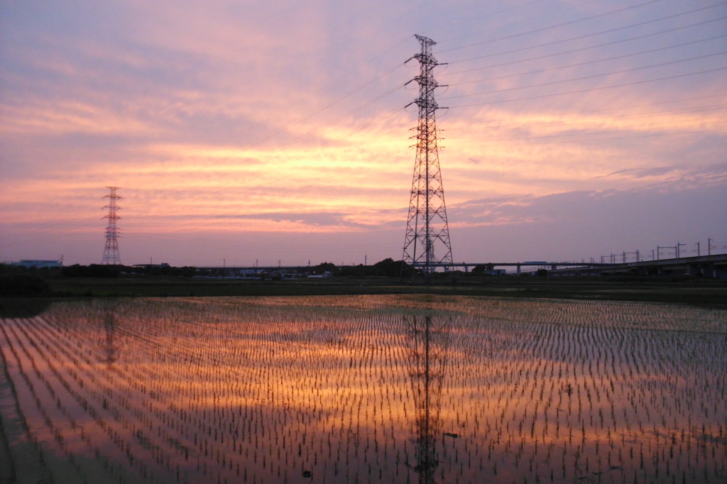 2015/06/14_水田の夕暮れ