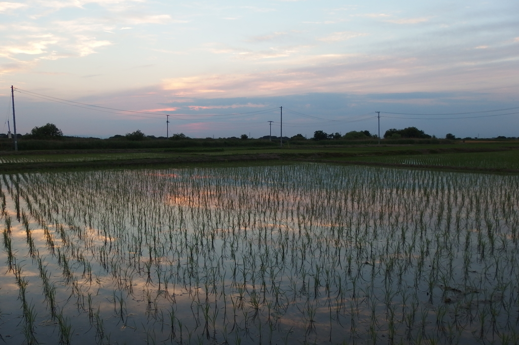 2015/05/24_水田の夕暮れ