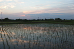 2015/05/24_水田の夕暮れ