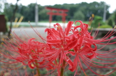 2015/09/21_神社の彼岸花