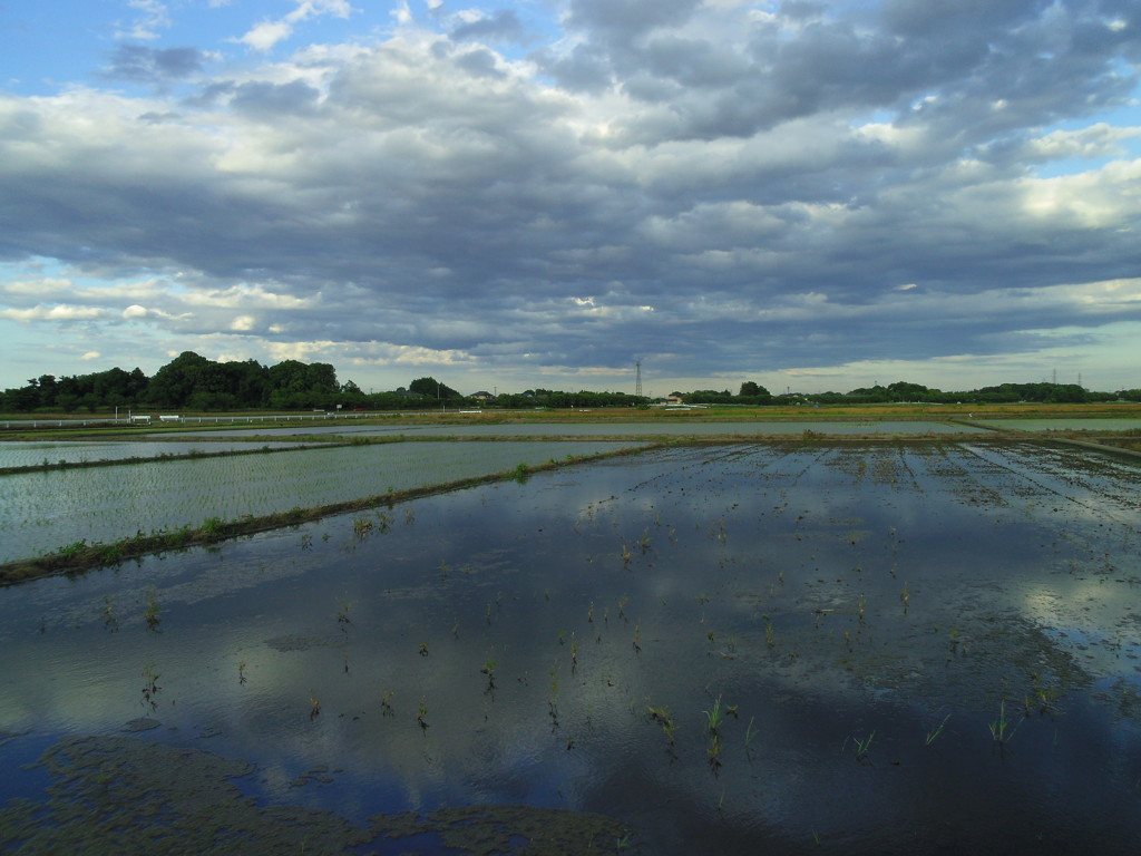 2017/06/04_水田に雲