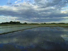 2017/06/04_水田に雲