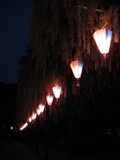 2016/05/07_玉敷公園の夜藤