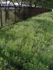 2017/05/14_ナガミヒナゲシ