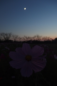 2015/10/18_蓮田駒崎の夕暮れコスモス