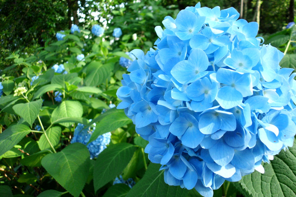 2014/06/15_伊奈アジサイ園