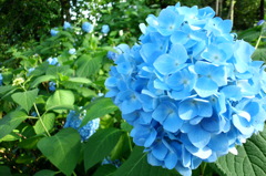 2014/06/15_伊奈アジサイ園