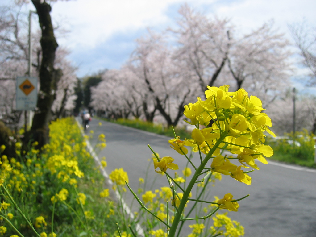 2016/04/03_城ヶ谷堤の桜と菜の花