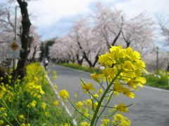 2016/04/03_城ヶ谷堤の桜と菜の花