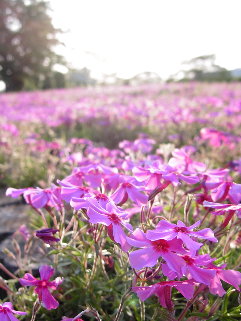 2017/04/30_花の丘農林公苑の夕暮れ芝桜