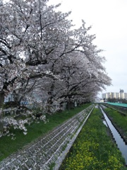 2017/04/09_芝川の桜と菜の花