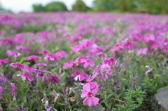 2015/04/25_花の丘農林公苑の芝桜