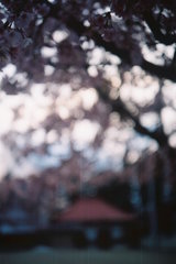 2016/03/27_放光寺の桜