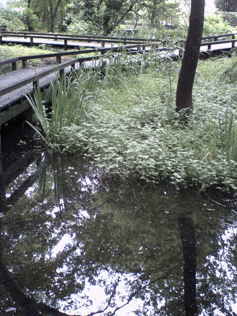 2015/07/05_伊奈町制施行記念公園