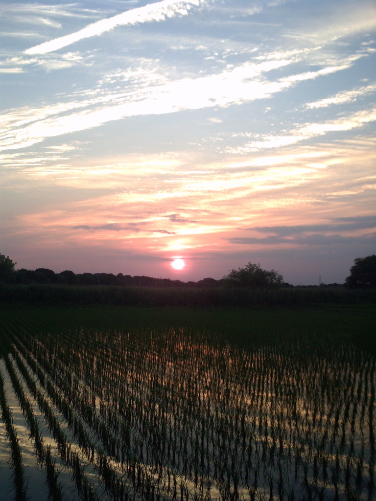 2015/05/24_水田の夕暮れ